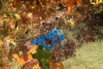 Blue flesh sponge (Oscarella lobularis) marine sponge. Algheri, Sardinia, Italy
