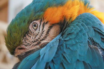 Closeup of a scarlet macaw or Kakadu with eye catching details	