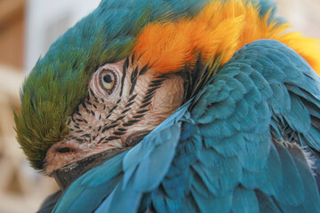 Obraz premium Closeup of a scarlet macaw or Kakadu with eye catching details 