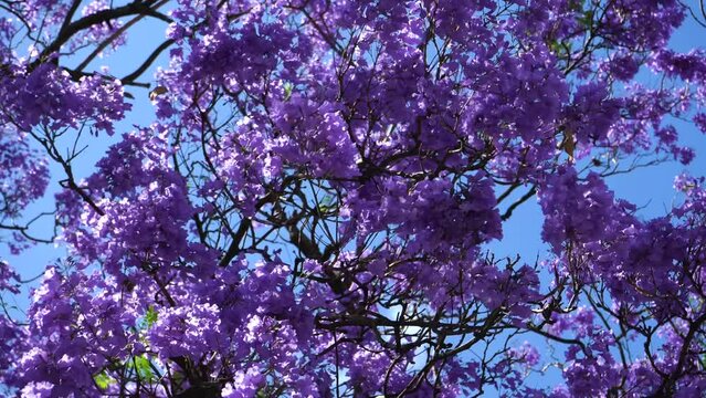 Purple Blue Jacaranda Tree Branches with Flowers Waving in Wind. Lisbon, Portugal. Close-Up Shot