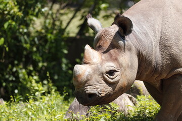 サイの顔アップ　可愛いい耳　目　口