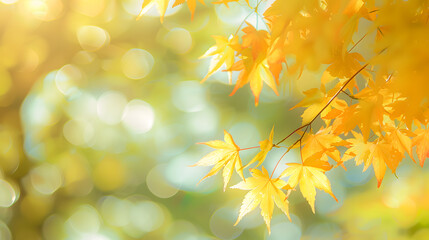 Autumn bliss: golden maple leaves and sunlight