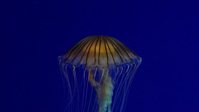 jelly fish in a water