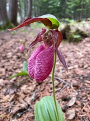 purple lady slipper wildflower