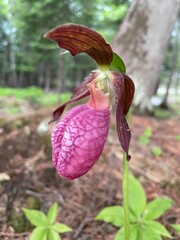 purple orchid flower