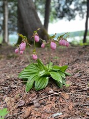 lady slipper flowers in the wild