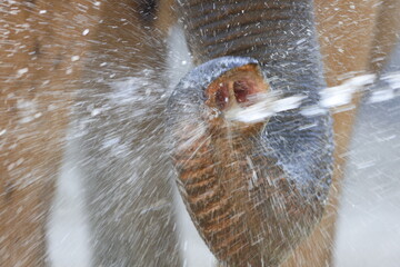 象の鼻アップ　水あび
