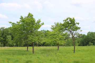 Four oak trees in a meadow at the Linne Woods restored tallgrass prairie in Morton Grove, Illinois