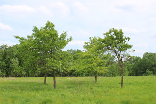Four oak trees in a meadow at the Linne Woods restored tallgrass prairie in Morton Grove, Illinois
