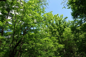 trees in the forest