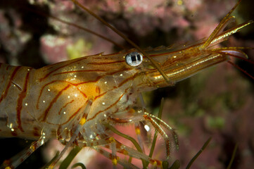 Common prawn (Palaemon serratus) scavenging in rockpool Alghero, Sardinia, Italy