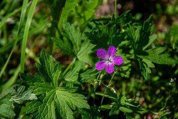 pink flower with five petals and buds in a green meadow