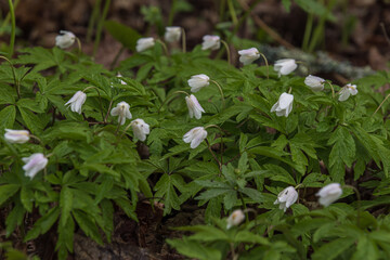 white anemones in the park after the rain