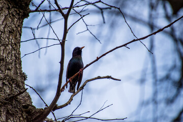 Black Thrush with yellow beak singing in a tree branch