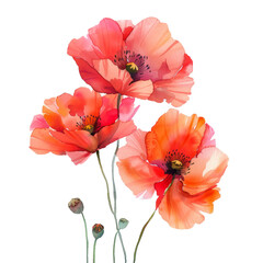 Obraz premium Red poppy isolated on transparent background, png, cutout.