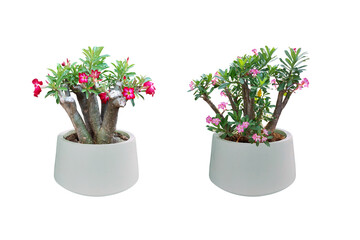 Tree and Bonsai.
Adenium obesum has bright pink and red flowers. (Desert Rose, mock azalea)
Planted in a white pot. Total of 2
Isolated on white background. (clipping path)