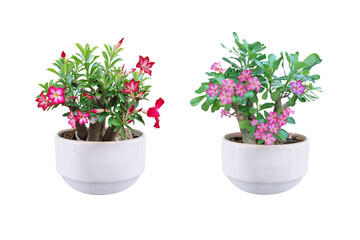 Tree and Bonsai.
Adenium obesum has bright pink and red flowers. (Desert Rose, mock azalea)
Planted in a white pot. Total of 2
Isolated on white background. (clipping path)