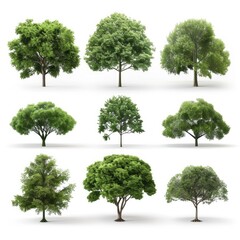 Environmental growth trees forested set transparent backgrounds 3d render isolated on white...