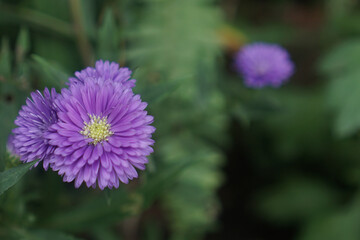Obraz premium Beautiful closeup purple aster flower