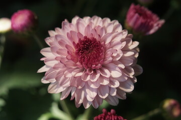 Closeup aster flowers with bokeh background