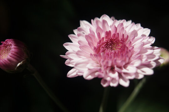 Closeup aster flowers with bokeh background