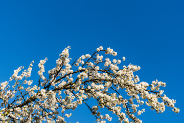 beautiful branches of cherry blossoms on the tree under blue sky Sakura flowers during spring season in the park