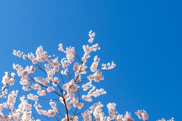 beautiful branches of cherry blossoms on the tree under blue sky Sakura flowers during spring season in the park