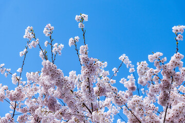 beautiful branches of cherry blossoms on the tree under blue sky Sakura flowers during spring...