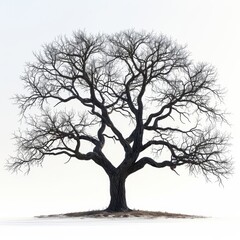 a large tree with no leaves in a snowy field