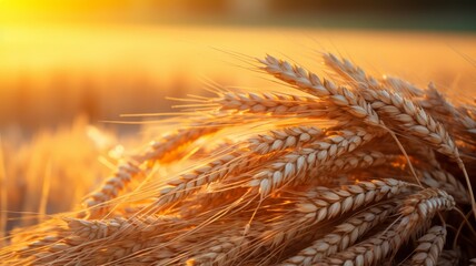Freshly harvested wheat sheaves in a farm field, golden hour light, copy space,