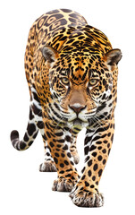 Fototapeta premium Jaguar, Panther, front view, isolated on white, shadow. The same over black 