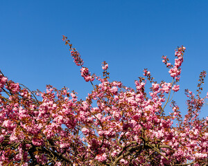 Cherry blossoms part of a tree in full bloom Japanese spring scene with blue sky