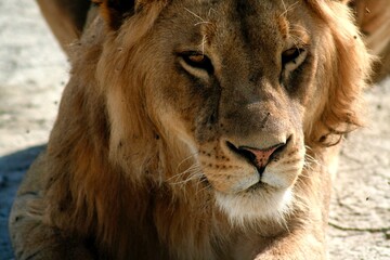 Close up of lion face
