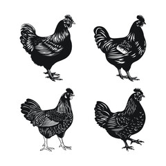 Chicken Black Color Clipart