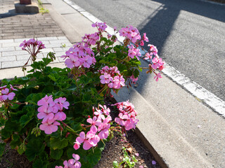 道路の花壇に植えられたゼラニウム