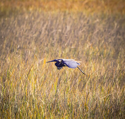 Tri-colored heron flying over marsh grass at a nature park on Jeckle Island, Georgia.
