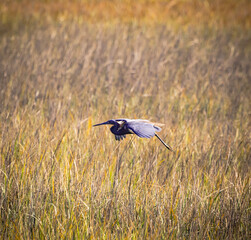 Tri-colored heron flying over marsh grass at a nature park on Jekyll Island, Georgia.