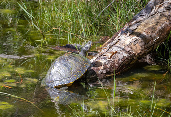 Giant Mud Turtle basking in the sun on an old log in a nature park on Jeckle Island, Georgia.