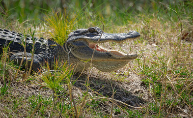 American Alligator guarding her brood on a canal on Jeckle Island, Georgia.