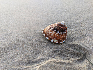beautiful sea shell at the beach