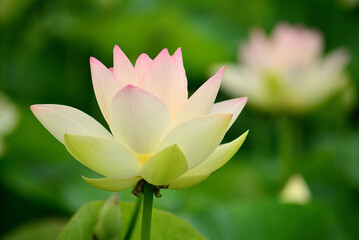 池に咲く蓮の花