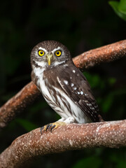 Glaucidium brasilianum