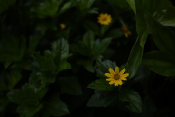 photo of beautiful small yellow flowers