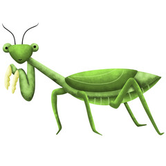 Mantis cute watercolor insect