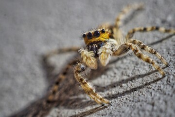 a small spider with big eyes