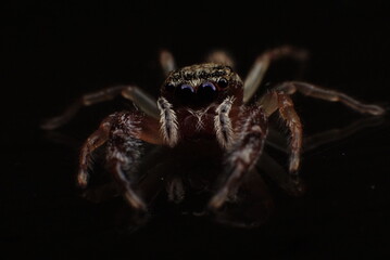 macro photography of a spider with its big eyes