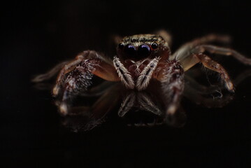 macro photography of a spider with its big eyes