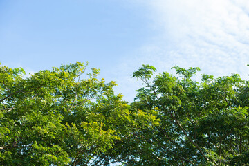 Green trees and branches, bright sky background.