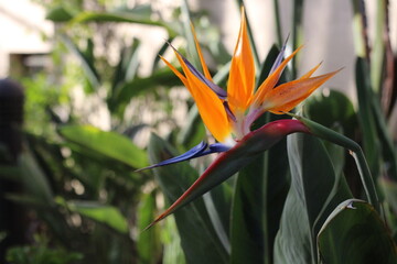 Birds of Paradise Flower Plant