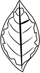 tropical botanical leaves